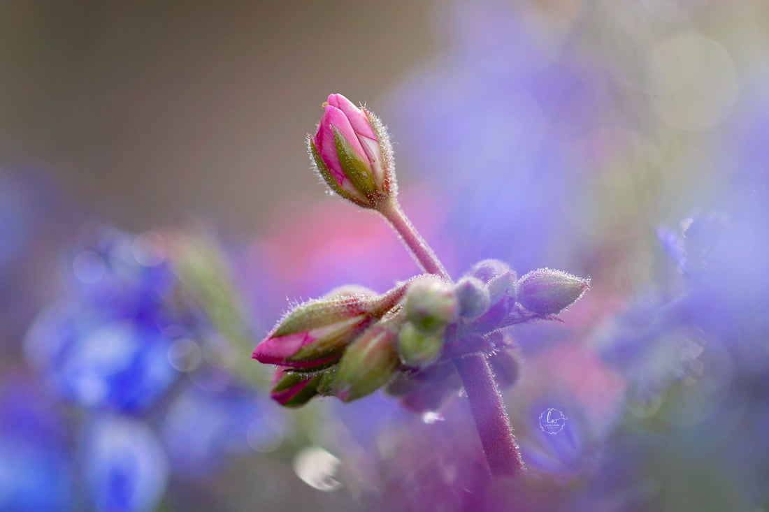 Photo Challenge Week 27 - Shallow Depth of Field - ShopJeanPhotography.com